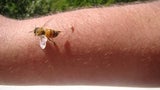 Bienenstich