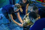 Meeresschildkröte Puppi hatte den Luxus eines Hausbesuchs, der Tierarzt kam samt Ultraschallgerät zu ihr ans Becken.  