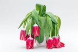 Tulpen im Frühling: Dieser Anti-Schlapp-Trick ist ein Gamechanger