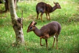Kirk-Dikdik Schönbrunn
