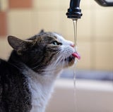 katze
