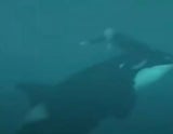 Killer-Wal attackierte Trainer und hielt ihn 15 Minuten unter Wasser