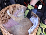 Katze steckte stundenlang in gekipptem Fenster fest