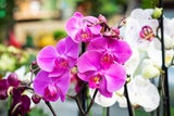 Christrose, Weihnachtsstern & Co.: Florale Highlights zum Verschenken