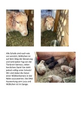 schafe ohren abgeschnitten