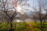Wachau