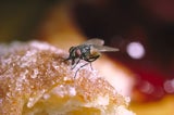 Fliegen in der Wohnung loswerden: Dieses Hausmittel hat jeder in der Tasche