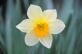 Floraskop: Diese Blumen sollten Sie am Valentinstag verschenken