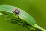 Vorsicht: Hier lauern schon jetzt die Zecken!