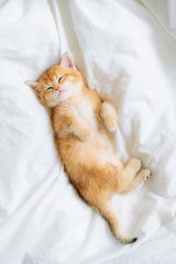 katze