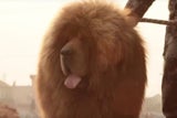"Dazhewang", der teuerste Hund der Welt.