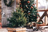 Christrose, Weihnachtsstern & Co.: Florale Highlights zum Verschenken