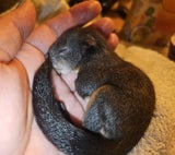 Eichhörnchen Baby gerettet