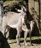 Die Grevy-Zebra-Stute Misa ist schon stolze 22 Jahre alt. 