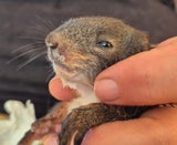 Eichhörnchen Baby gerettet