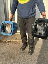 Hunde und Katzen Drama Tulln