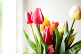 Dank diesem genialen Trick halten Ihre Tulpen EWIG!