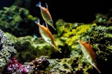 Schnepfenfisch Schönbrunn