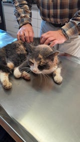 Katze im Rohr