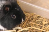Weihnachten im Tierheim für Fluffy, Mietzi und Co.
