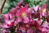 Bunt & pflegeleicht: Mit diesen Winterblumen holen Sie sich den Frühling nach Hause