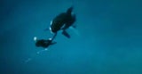 Killer-Wal attackierte Trainer und hielt ihn 15 Minuten unter Wasser