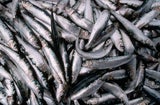 WWF fordert vor EU-Treffen geringere Fangmenge für Ostsee