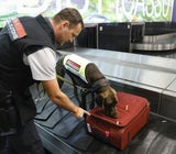 Zollspürhunde