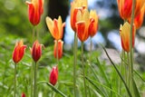 Mit diesen Frühblühern holen Sie Ihren Garten aus dem Winterschlaf