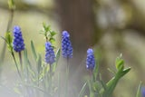 Achtung: Diese beliebten Frühlingsblumen sind giftig!