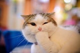 katze