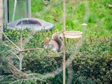 Eichhörnchen sind jetzt auf der Suche nach Haselnüssen und Früchten. Damit legen sie Vorräte an, auch wenn sie sich nicht immer die Verstecke auch merken.