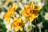 Floraskop: Diese Blumen sollten Sie am Valentinstag verschenken