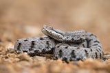 Viper