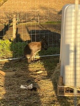 Känguru Mirko