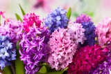 Christrose, Weihnachtsstern & Co.: Florale Highlights zum Verschenken