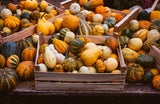 Halloween-Deko: Welche Kürbisse darf man essen?