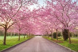 Nicht nur in Japan: Die schönsten Spots für die Kirschblüte weltweit