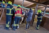 Pferde-Rettung Sammy Pfaffstätten