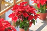 Christrose, Weihnachtsstern & Co.: Florale Highlights zum Verschenken