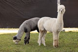 Entzückende Alpakas tummeln sich im Freigelände