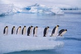 Antarktis-Pinguin strandet in Australien: 3.400 km fern der Heimat