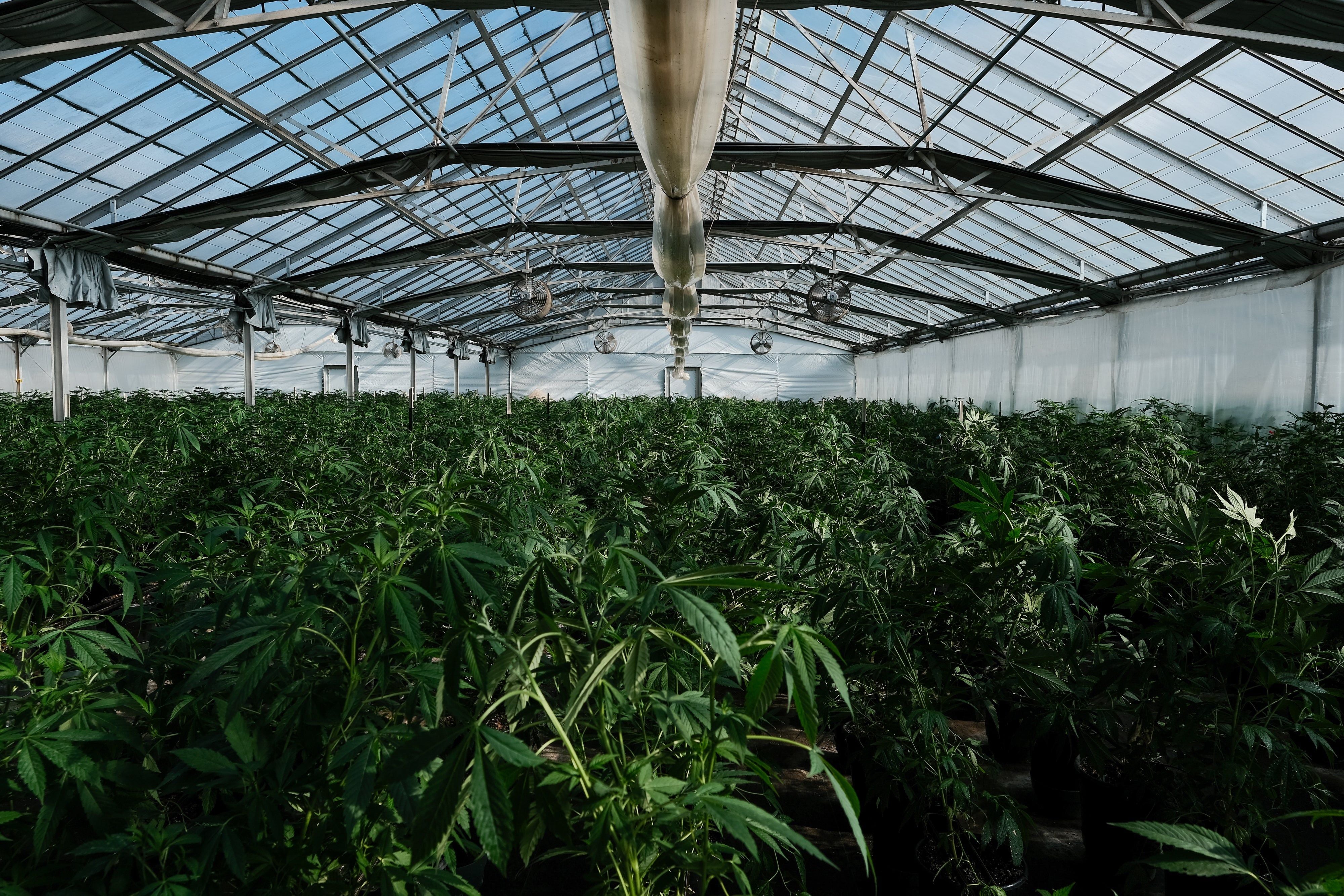 Riesige Cannabisplantagen mit 240 Kilo Cannabiskraut in NÖ ausgehoben