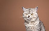 katze