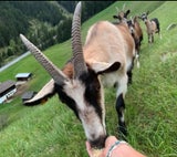 Ziegen vermiss sellrain