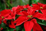 Das Erste, was an Poinsettie ins Auge fällt, sind die Hochblätter in Sternform. Bekannt ist vor allem der klassische rote Weihnachtsstern, aber auch moderne Züchtungen in Pastellfarben sind immer beliebter. 