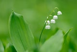 Achtung: Diese beliebten Frühlingsblumen sind giftig!