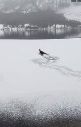 Gams gerettet Grundlsee
