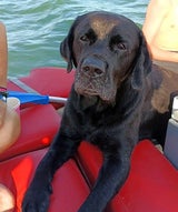 Von Strömung mitgerissen: Labrador Ziggy schwamm fünf Stunden durch die Adria
