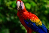Aras sind die farbenfrohen Bewohner des Amazonas Regenwaldes.